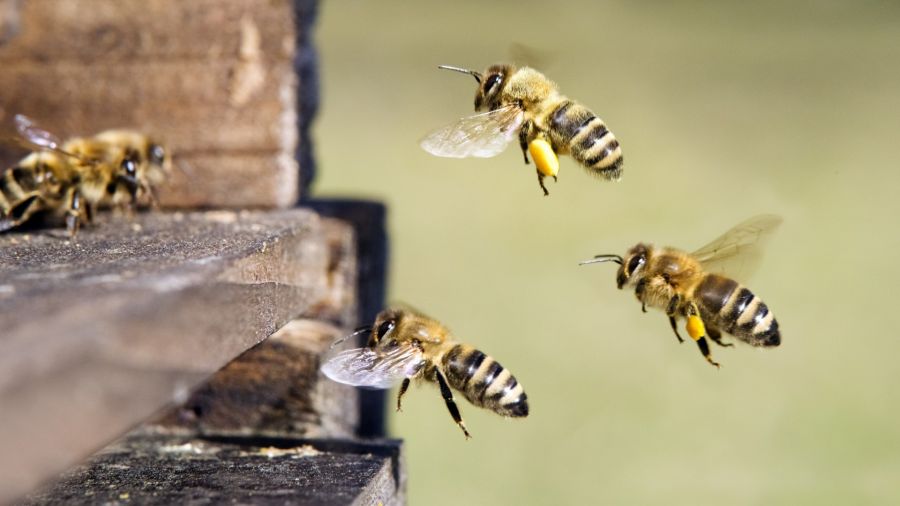 Bee removal by Hughes Termite & Pest Control