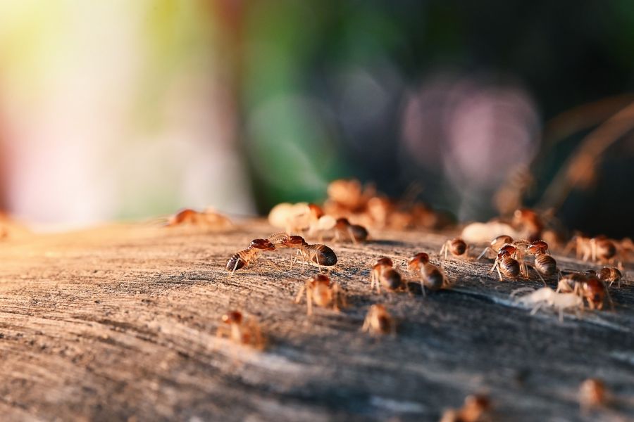 Termite Control by Hughes Termite & Pest Control