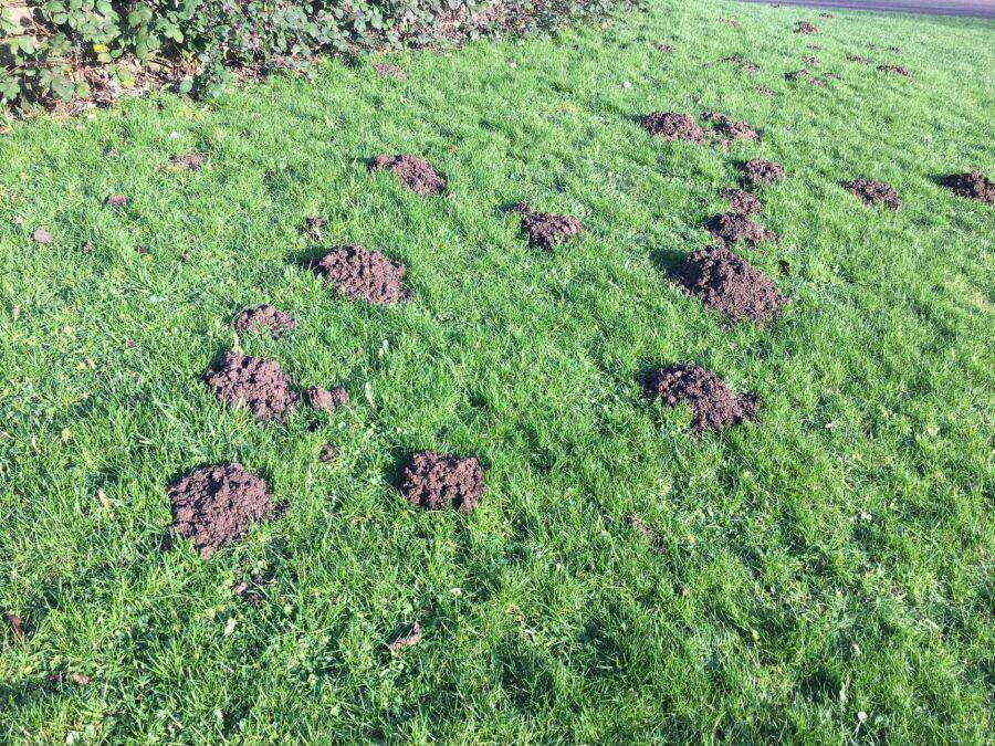 Mole Control by Hughes Termite & Pest Control