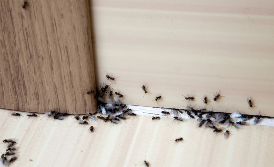 Ant Extermination by Hughes Termite & Pest Control