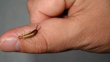 Earwig Control in Adamstown