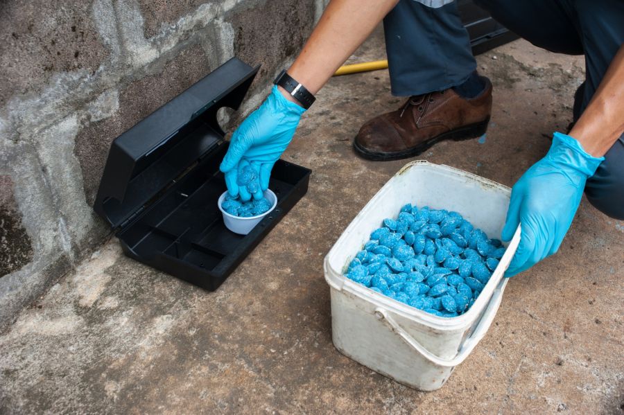 Mice and Rat Control by Hughes Termite & Pest Control