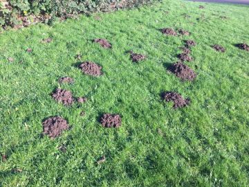 Adelphi Mole Removal Services
