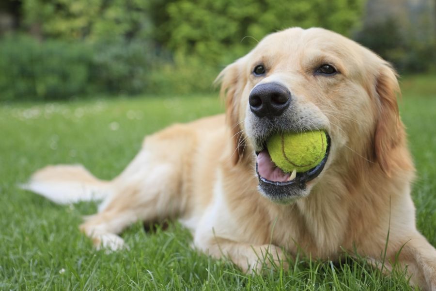 Flea and Tick Control by Hughes Termite & Pest Control