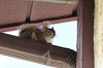 Adamstown Squirrel control by Hughes Termite & Pest Control