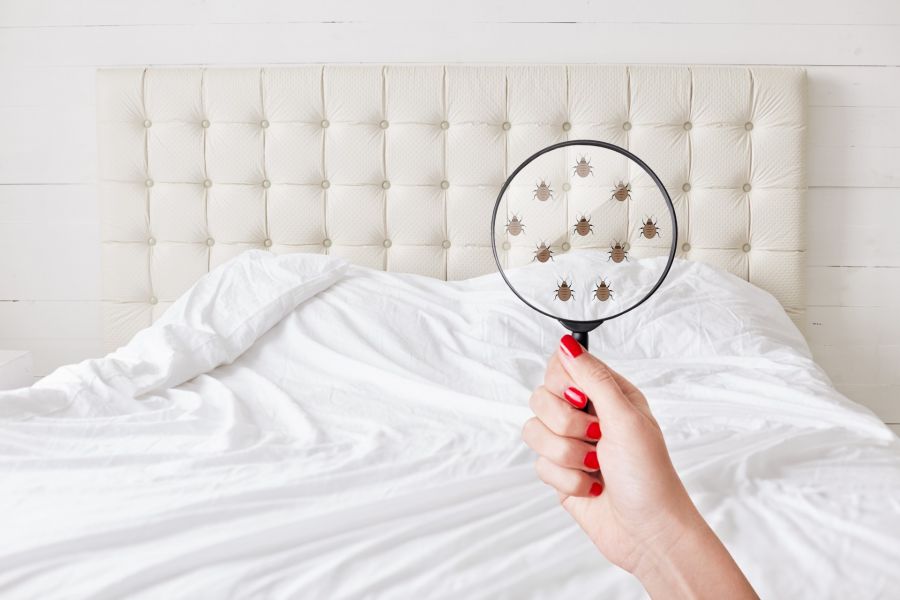 Bedbug Extermination by Hughes Termite & Pest Control