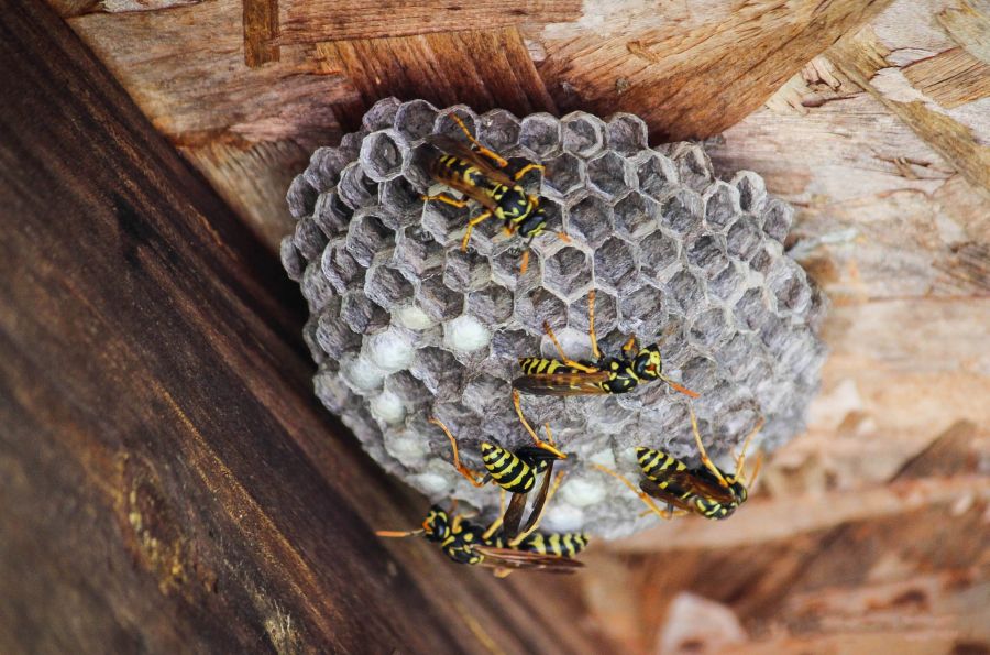 Hornet & Wasp control by Hughes Termite & Pest Control