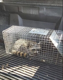 Wildlife Control by Hughes Termite & Pest Control