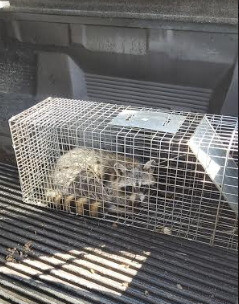 Wildlife Control